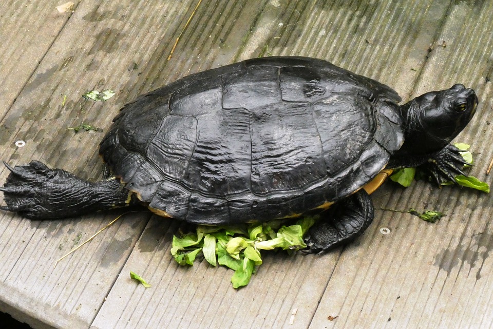 feed your pet turtle