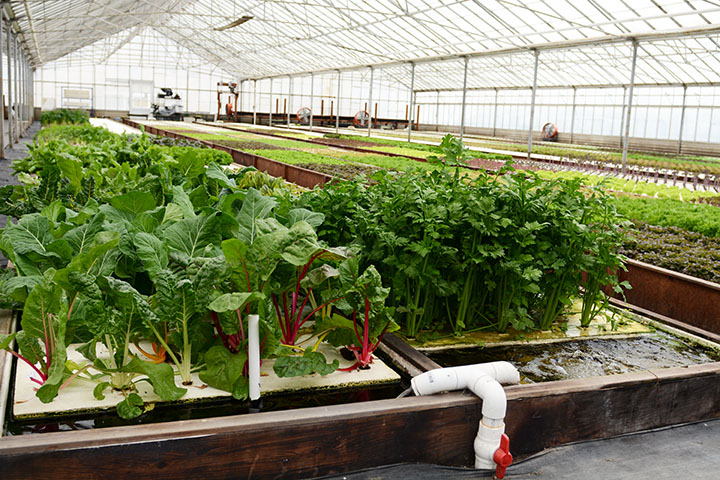 More About Building an Aquaponics System.