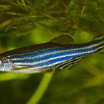 What do Zebra Fishes Eat?; A Care Guide