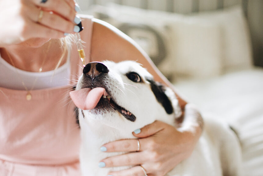 Benefits of CBD Oil in Dogs