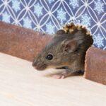 Why are there mice in our house?