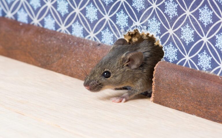 Why are there mice in our house?