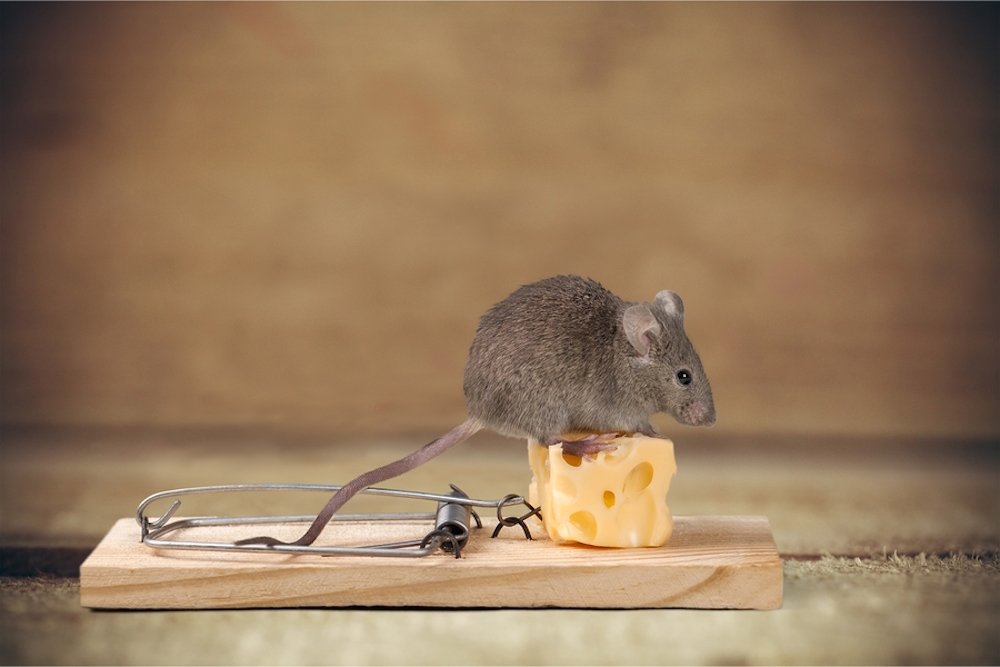 https://www.pest-control.bg/services/unishtojavane-na-mishki/