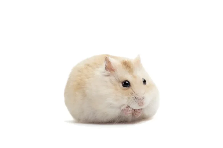 What is the Best Diet for a Hamster?