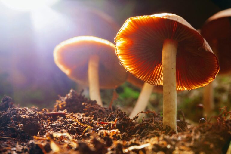 The Psilocybin Pantry: Your Premium Magic Mushroom Source