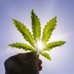 Sativa Strains for Stress Relief: Striking the Ideal Mix of Calm and Clarity 